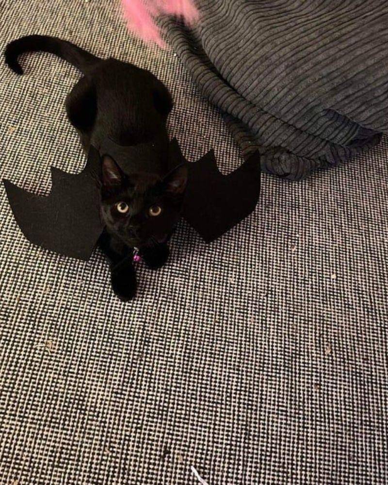 reddit.com/user/sunkissedtroybolton